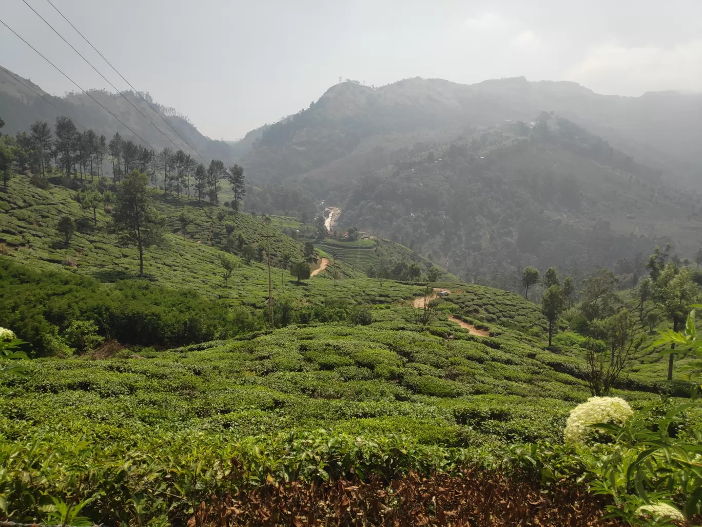 Photo of Munnar By sonia patel