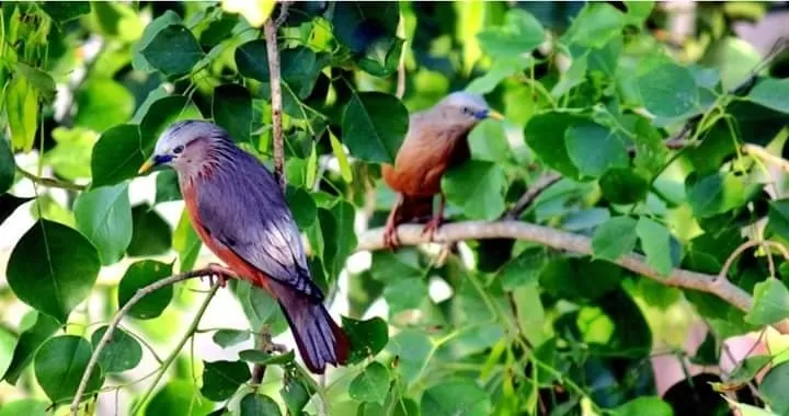 Photo of Jalpaiguri By Madhura Banerjee