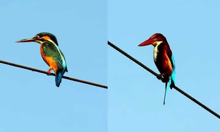 Photo of Jalpaiguri By Madhura Banerjee