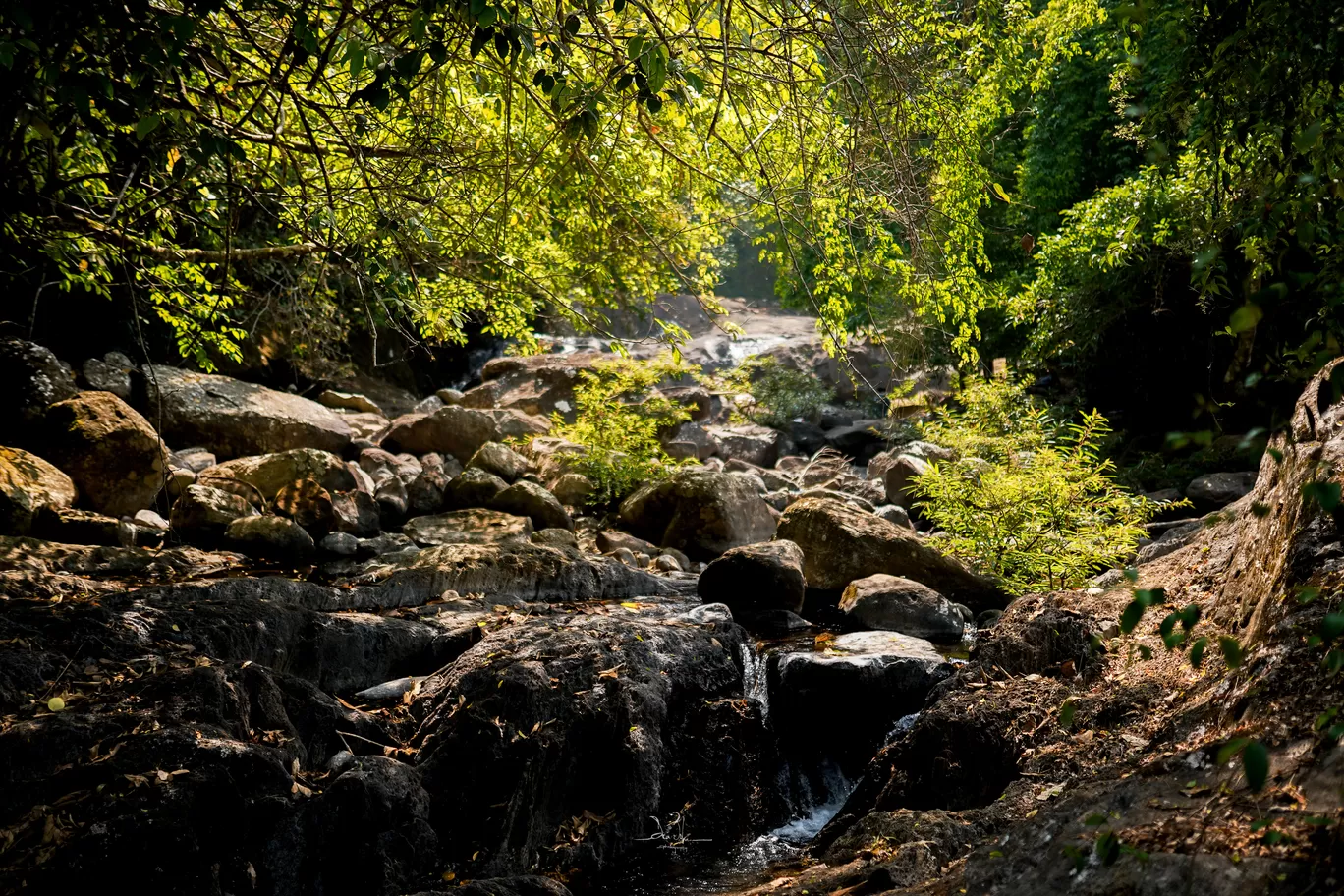 Photo of Wayanad By Diya Johnson Njanakkal