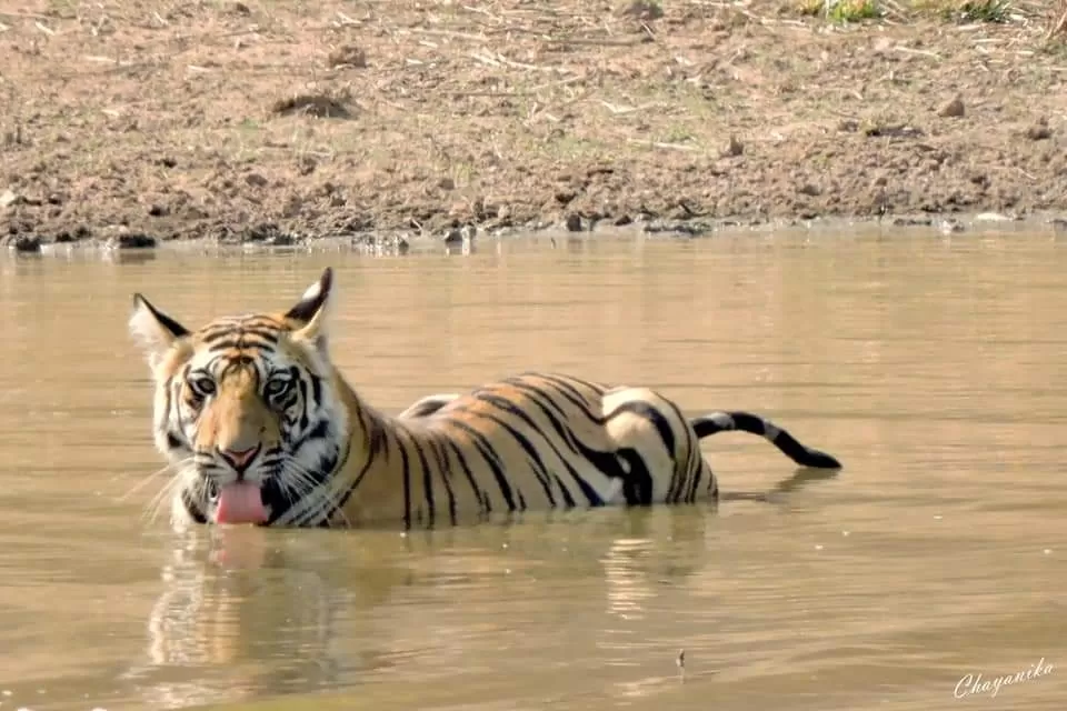 Photo of Bandhavgarh Tiger Reserve By Chayanika Mitra