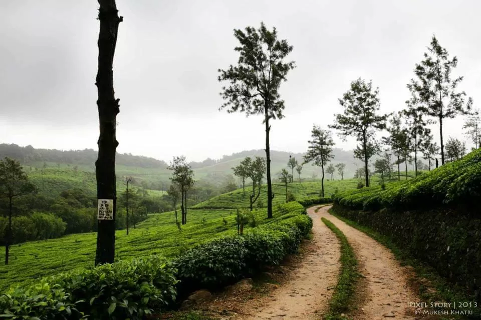 Photo of Sinnadorai Bungalow Kadamane Tea Estate By Sudha and Mukesh Travelography