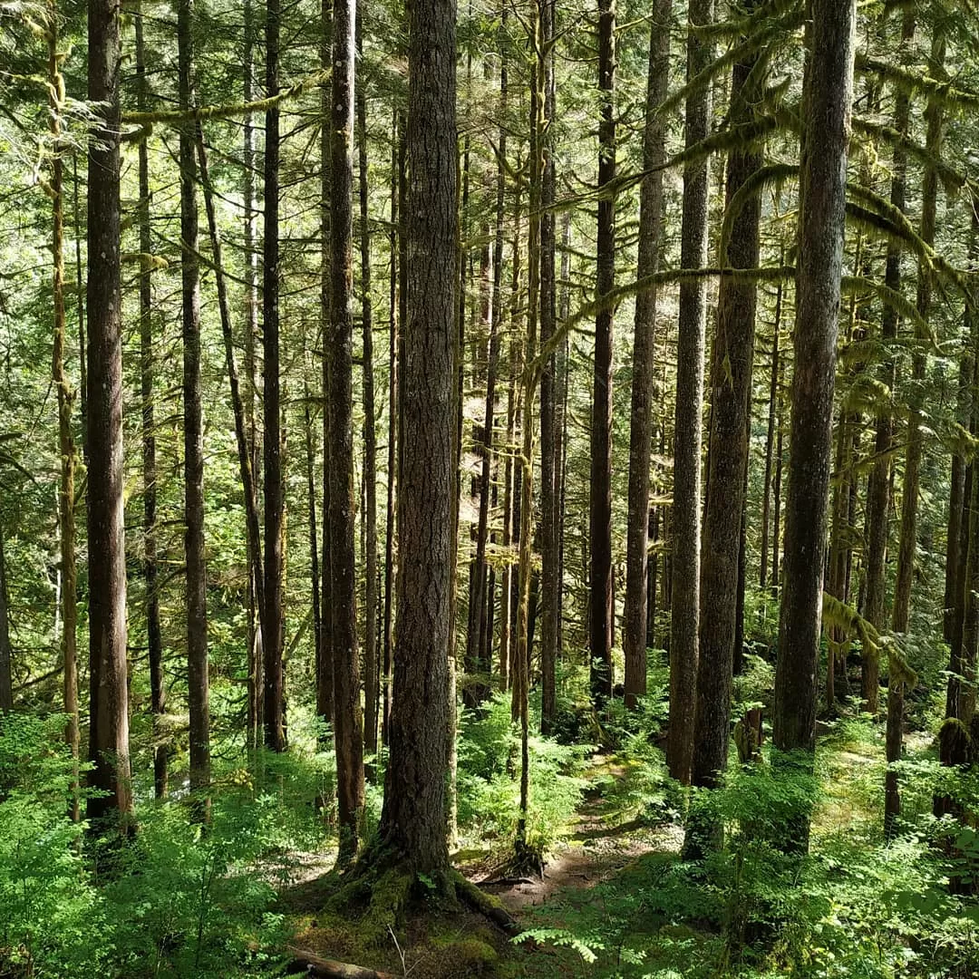 Photo of Wallace Falls State Park By Anuja Saraogi