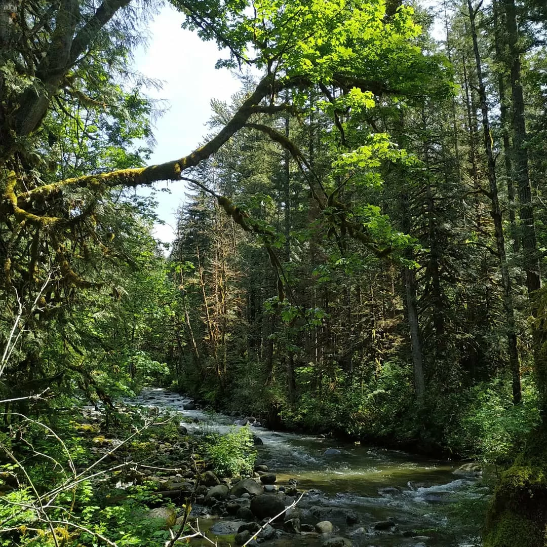 Photo of Wallace Falls State Park By Anuja Saraogi