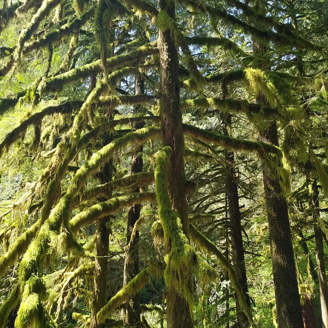 Photo of Wallace Falls State Park By Anuja Saraogi