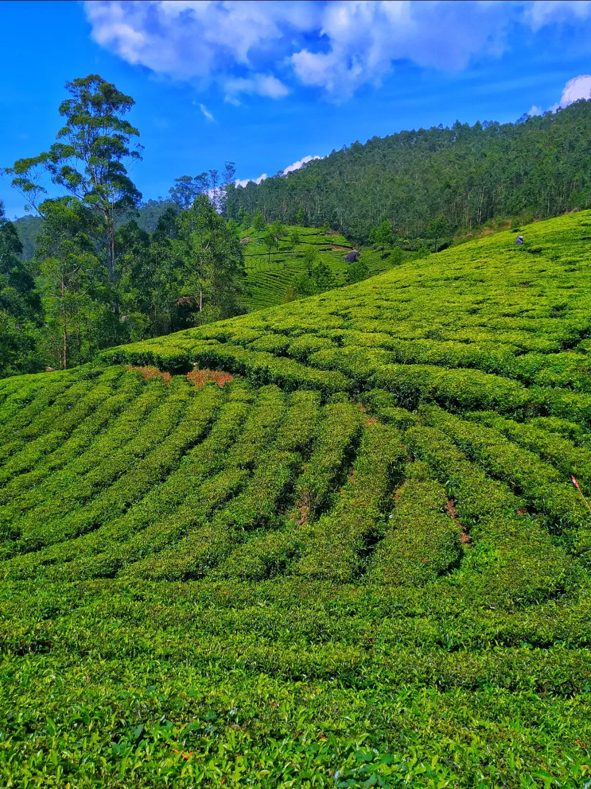 Photo of Munnar By Forever_ his