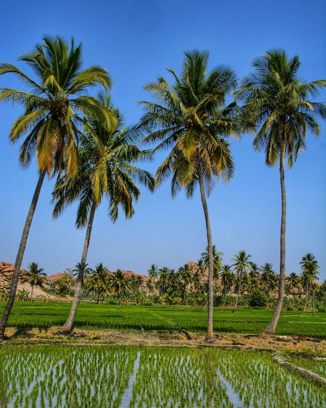Photo of Hampi By nitish alodia