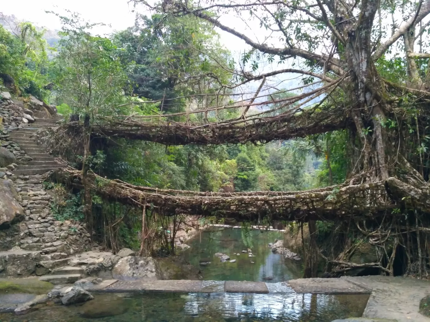 Photo of Double Decker Living Root Bridge By Jyotiraditya Chetia