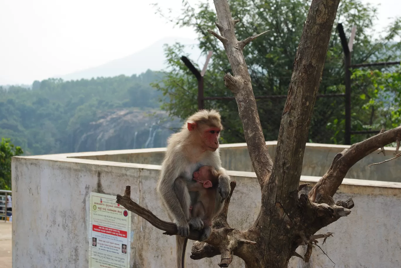 Photo of Bharachukki Falls View Point By ᗝᑌ丅ᗪᗝᗝᖇᔕᗰᗩᑎADVENTURE