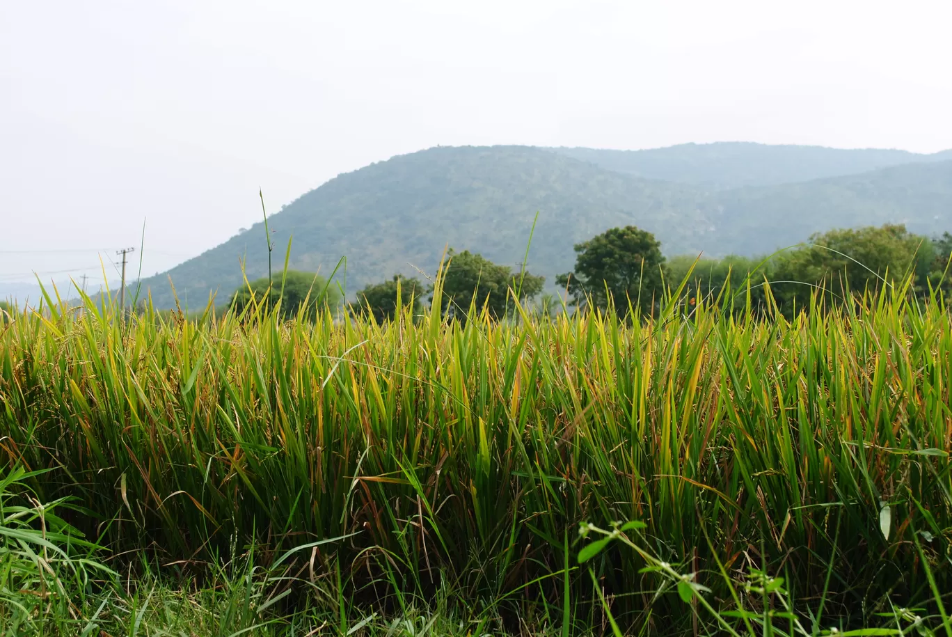 Photo of Bharachukki Falls View Point By ᗝᑌ丅ᗪᗝᗝᖇᔕᗰᗩᑎADVENTURE