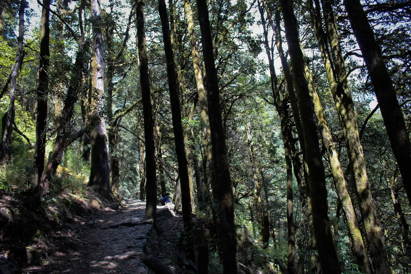 Photo of Madhyamaheshwar Temple Trek By Srimoyee Dutta