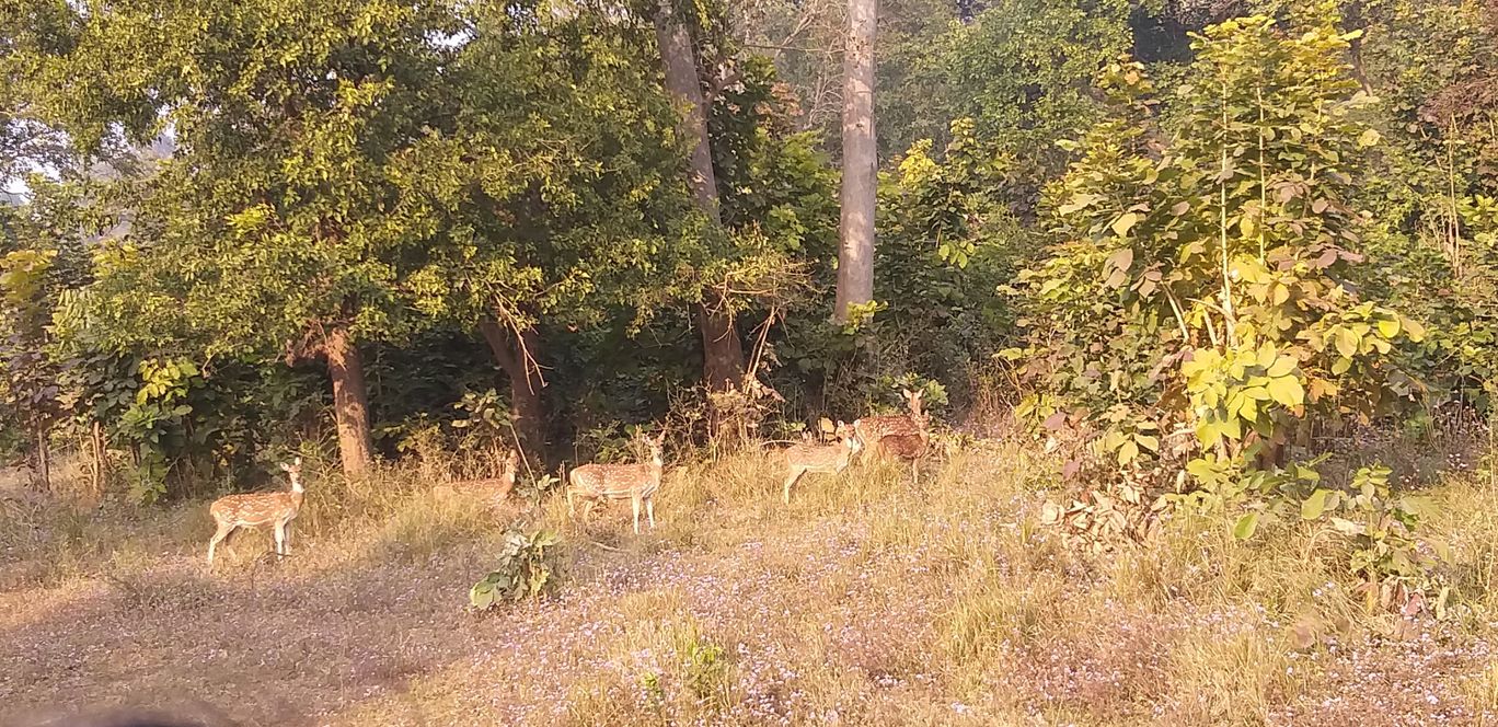 Photo of Rajaji National Park By shalini sharma