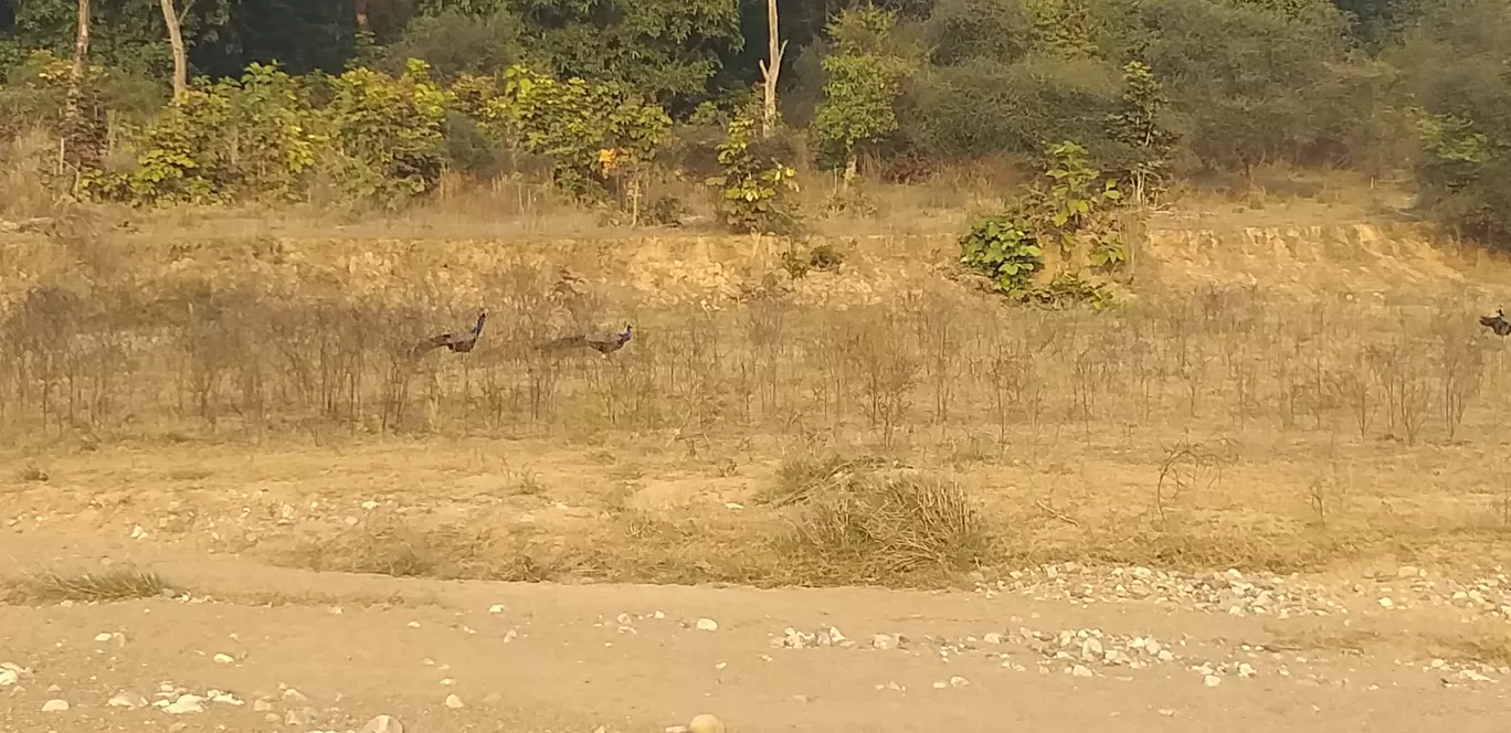 Photo of Rajaji National Park By shalini sharma