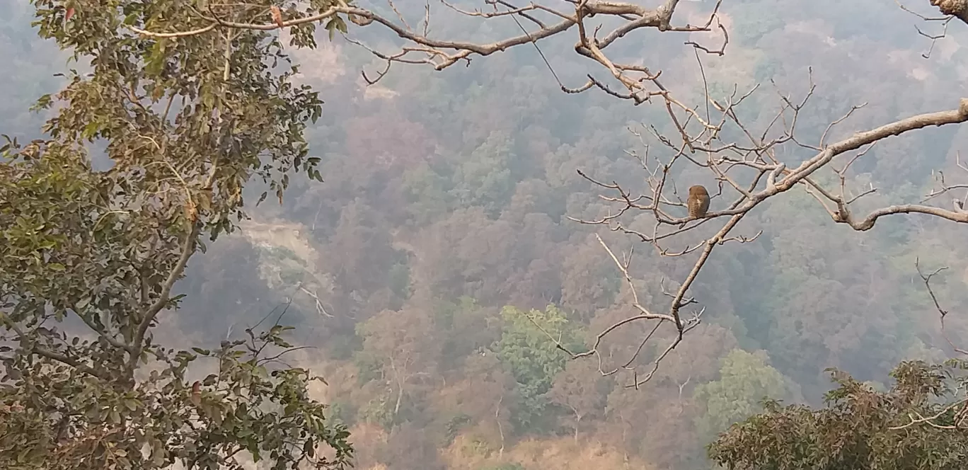 Photo of Neelkanth By shalini sharma