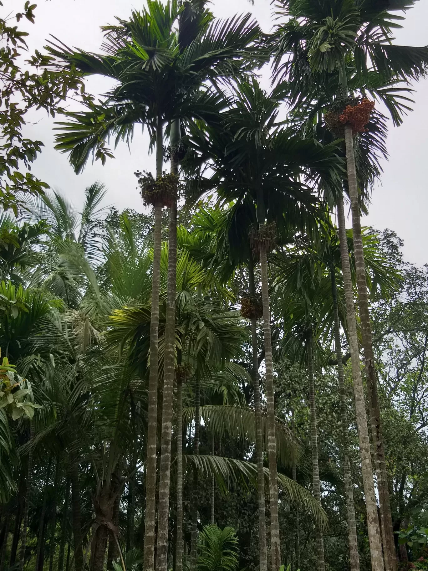 Photo of Goa By shalini sharma