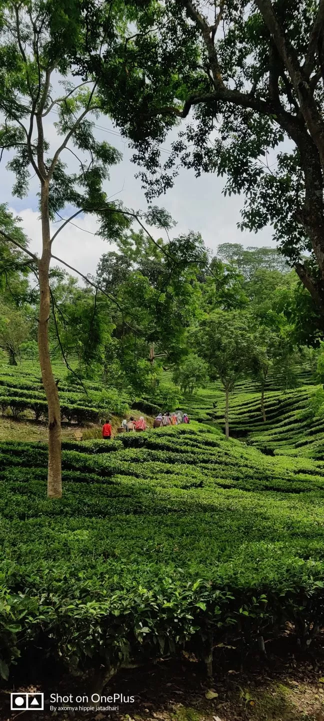 Photo of Tipam deosali hills By axomya_hippie_jatadhari
