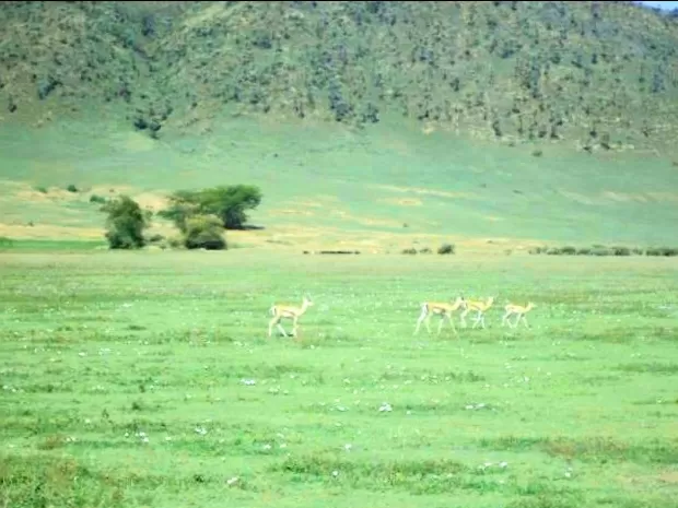 Photo of Ngorongoro Crater By Sweta Chakraborty