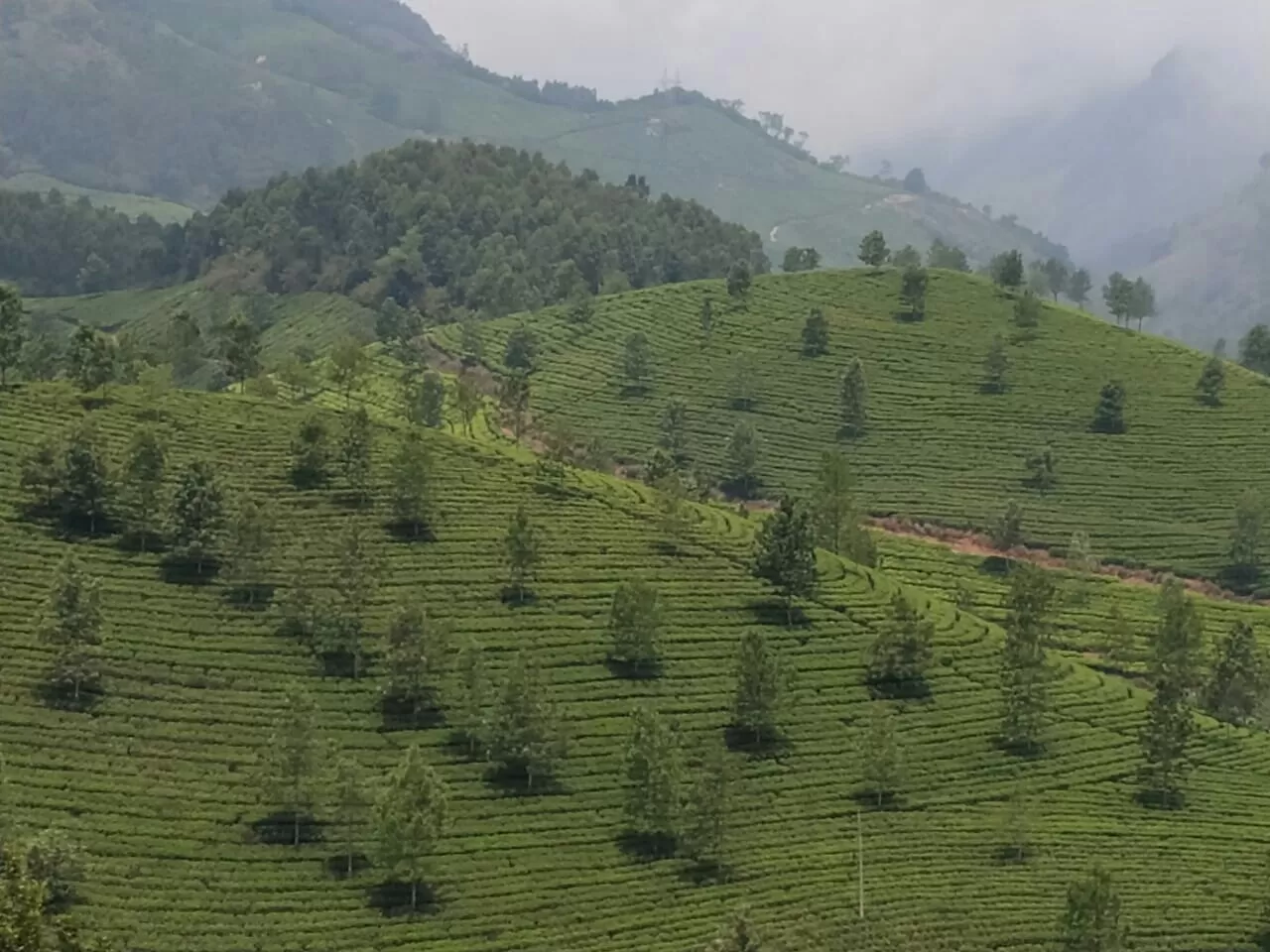 Photo of Munnar-Kumily Highway By Nishta Balaguru