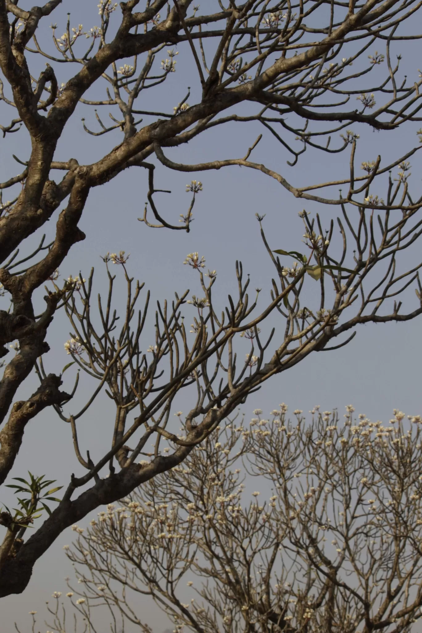 Photo of Durshet Forest Lodge By Kedar Patil