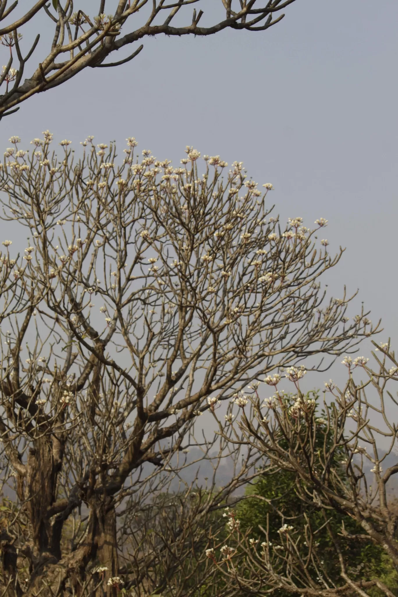 Photo of Durshet Forest Lodge By Kedar Patil