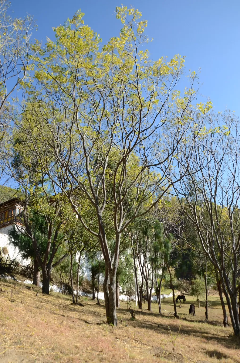 Photo of Paro By Deblina Sarkar