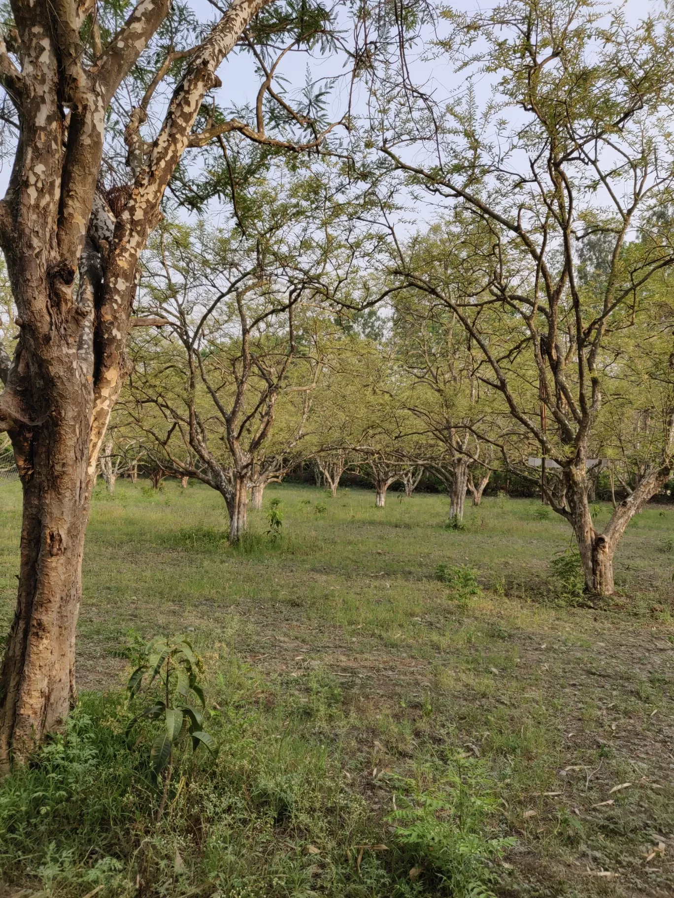 Photo of Jim Corbett National Park By Joseph Varkey