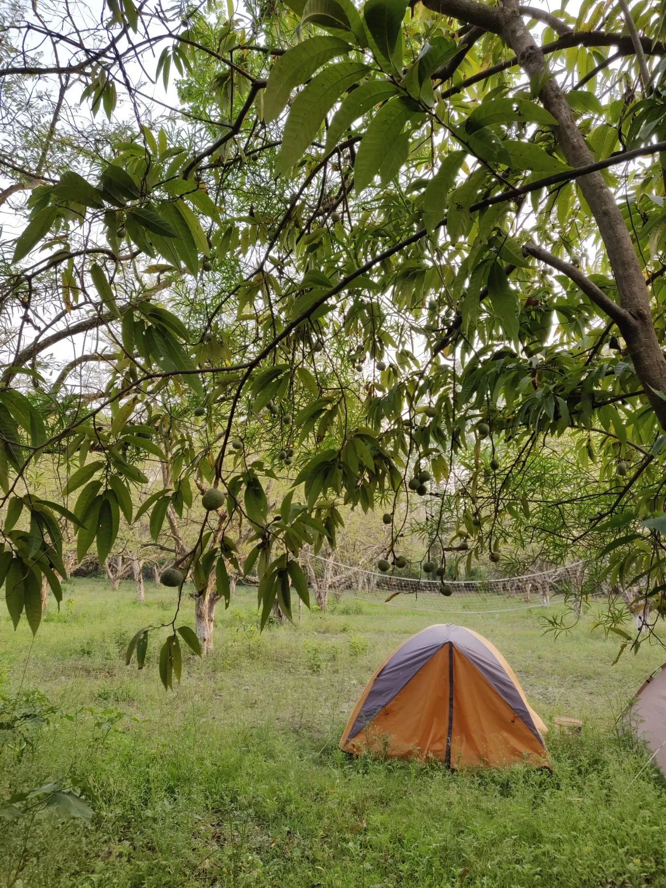 Photo of Jim Corbett National Park By Joseph Varkey