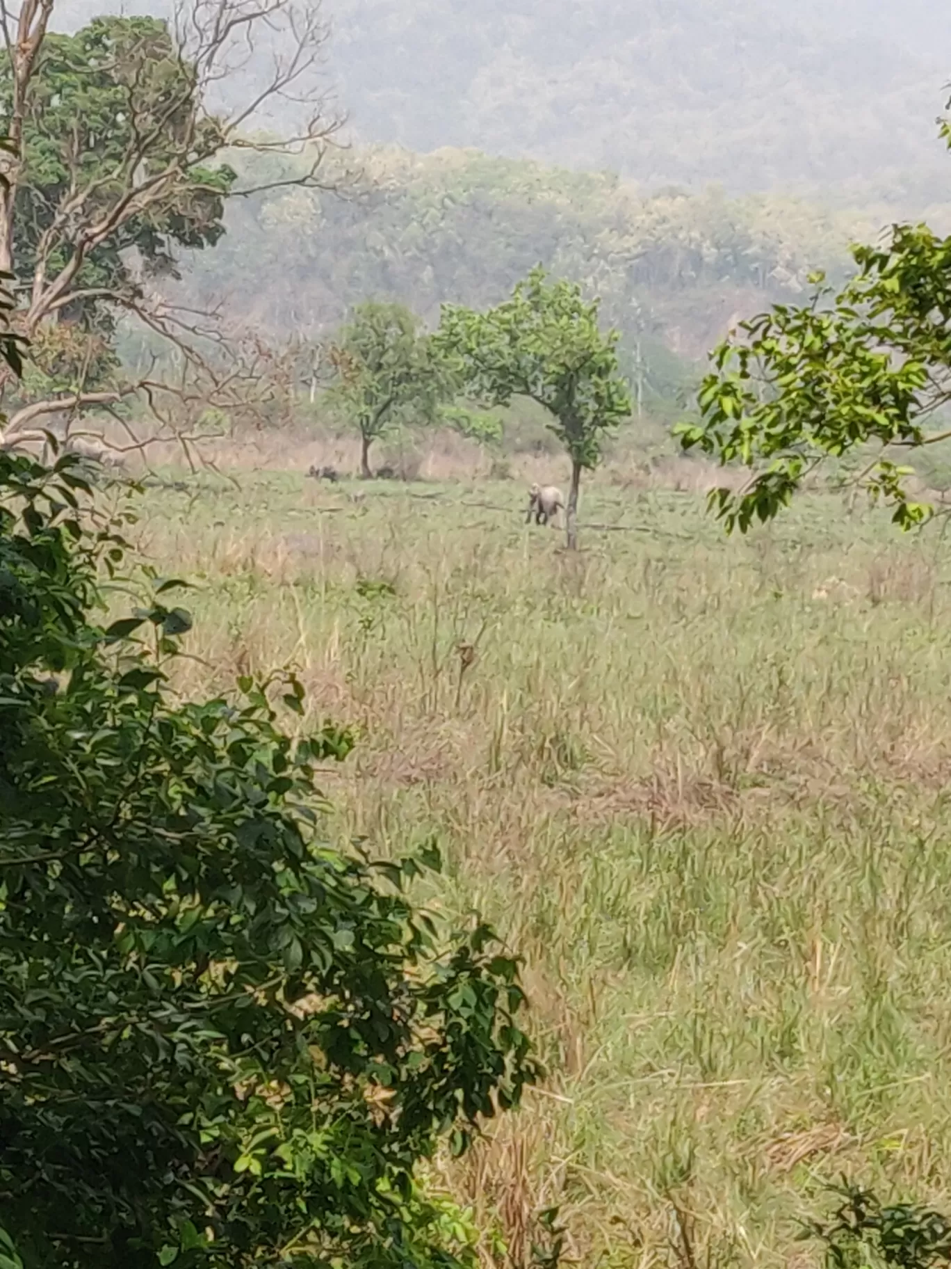 Photo of Jim Corbett National Park By Joseph Varkey