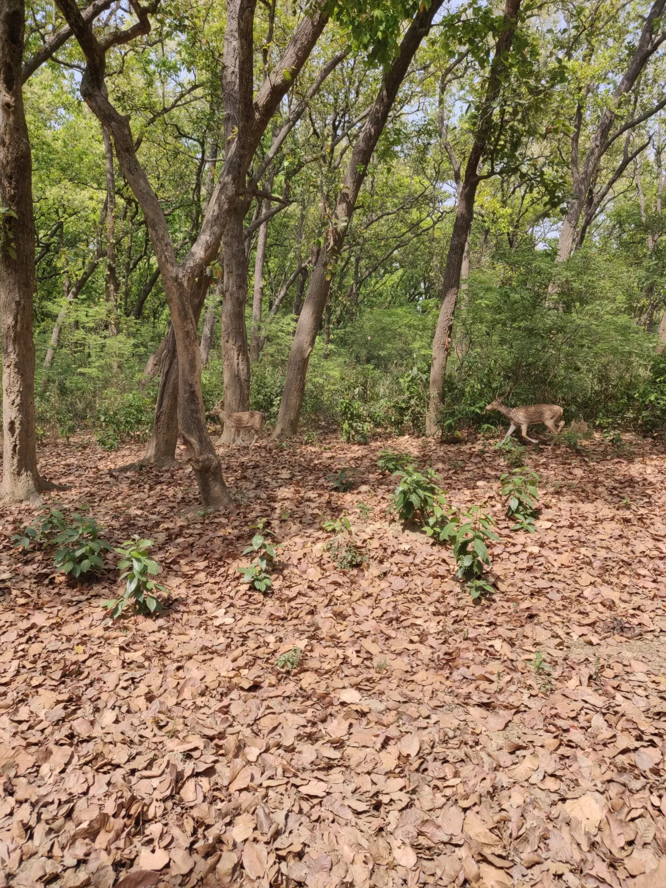 Photo of Jim Corbett National Park By Joseph Varkey