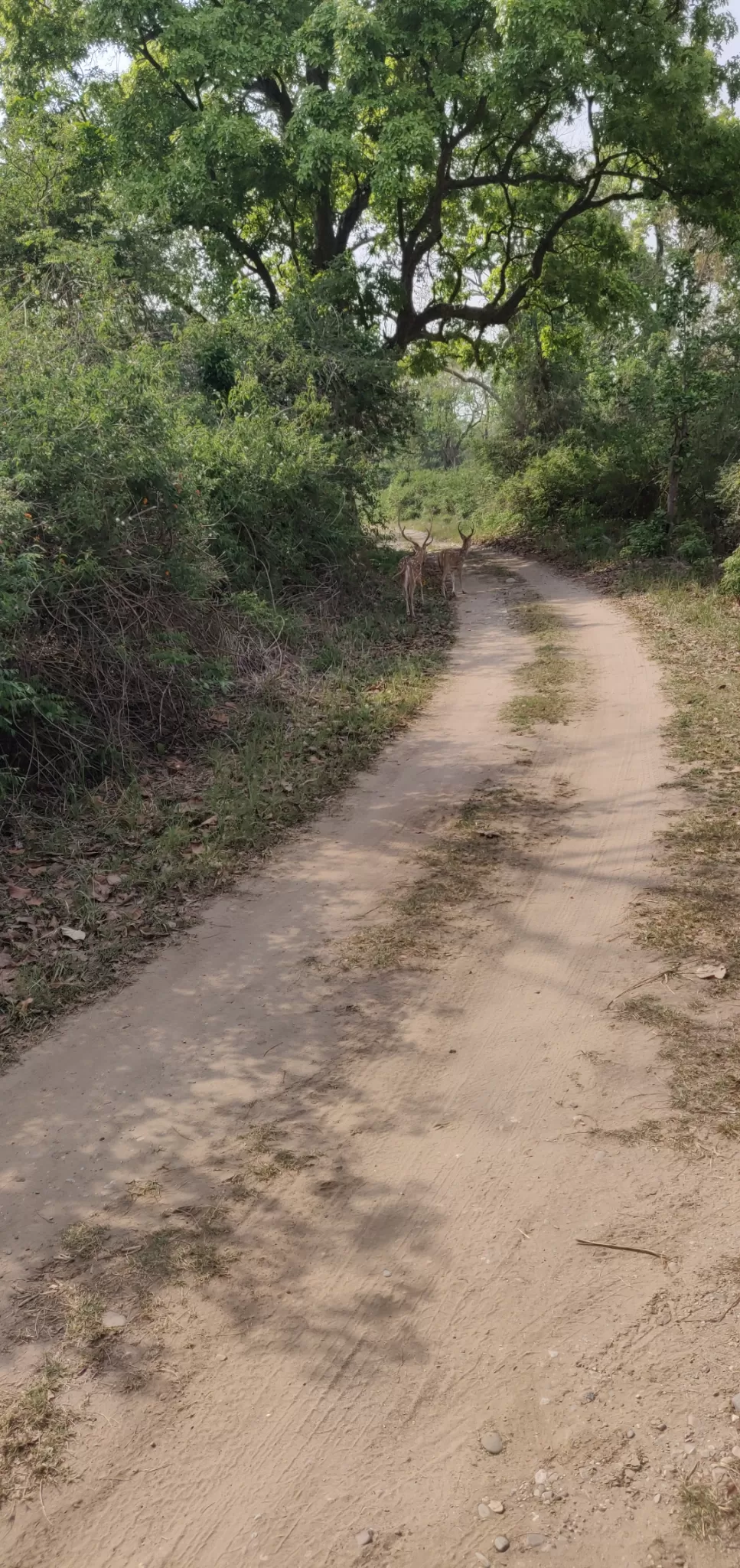 Photo of Jim Corbett National Park By Joseph Varkey
