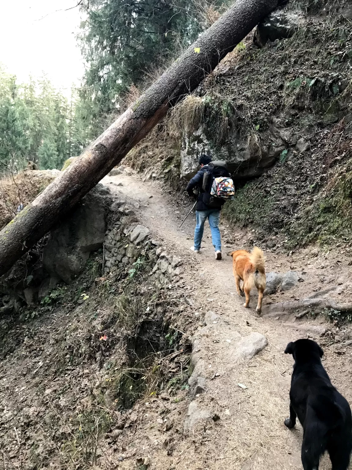 Photo of Kheerganga Trek By Akash Vaish