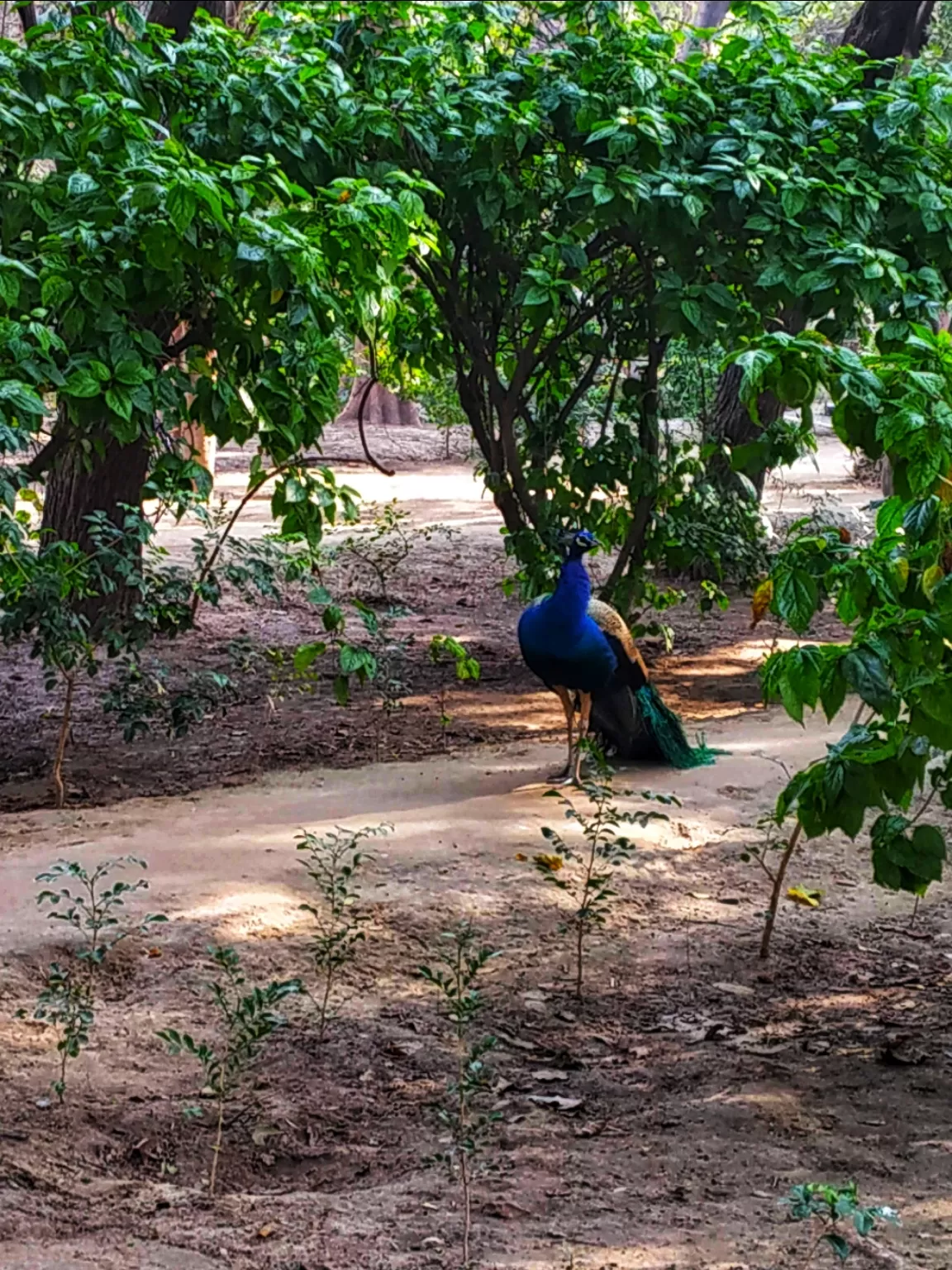 Photo of Govardhan By Amulya Mahendra