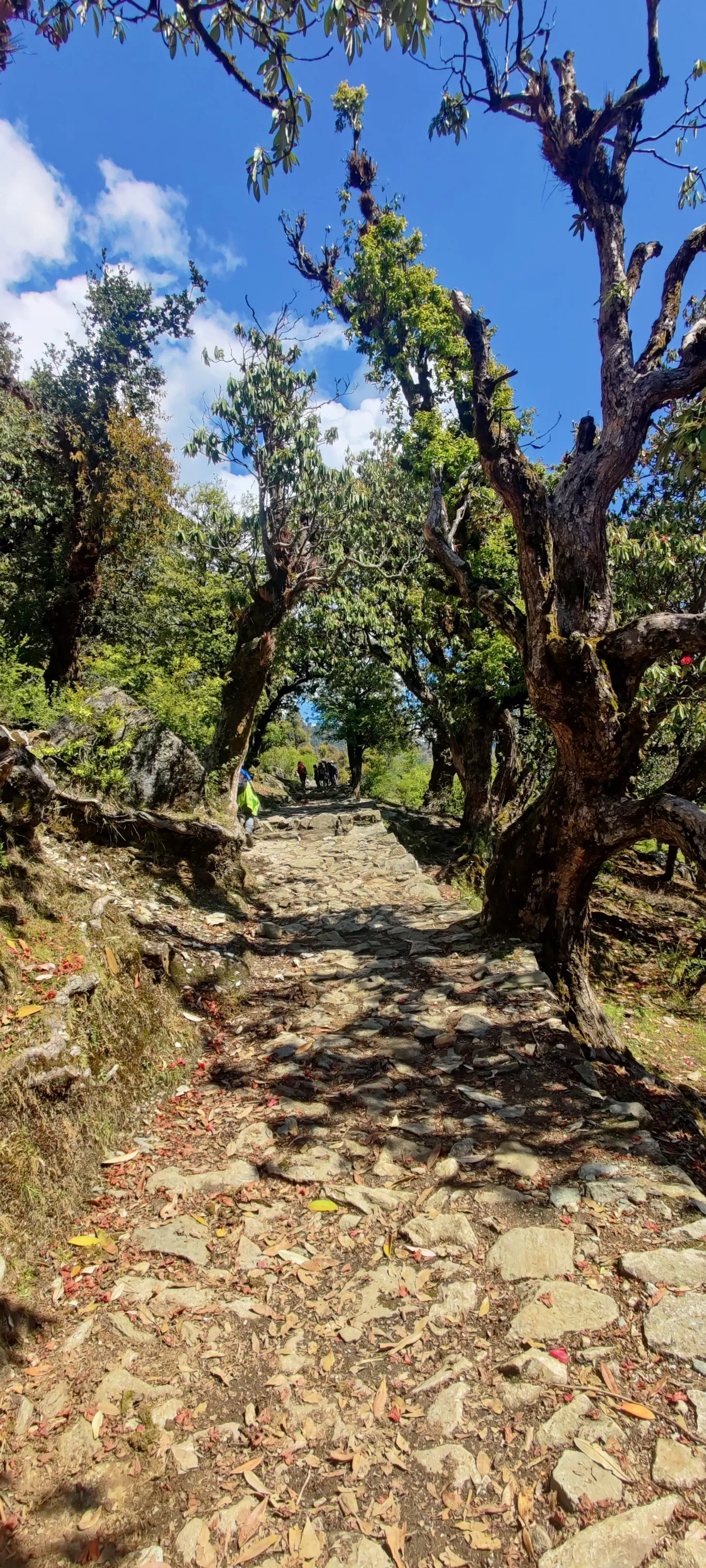 Photo of Dayara Bugyal By Netra Sadhale