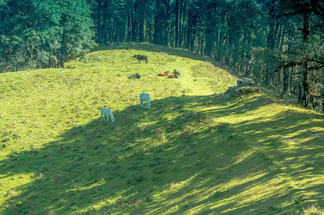 Photo of Jalori Pass By Sushovan Sar
