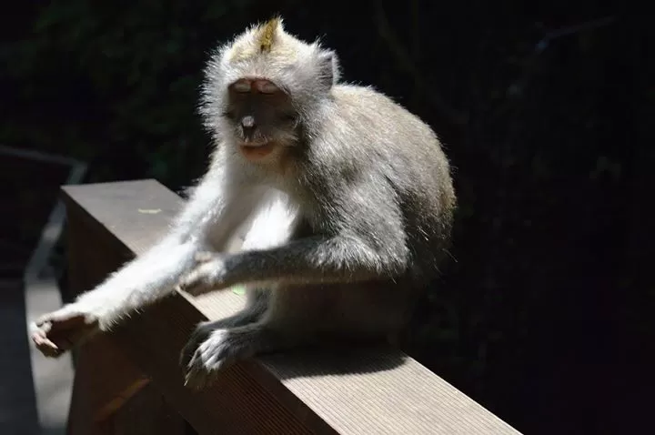 Photo of Sacred Monkey Forest By Arun Vasisht