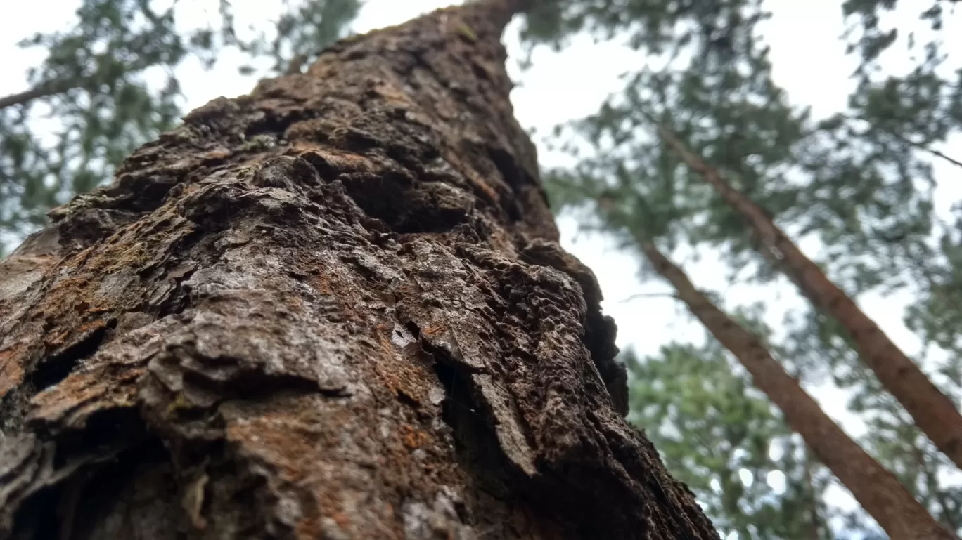 Photo of Vagamon Pine Forest By MIRON MANUEL
