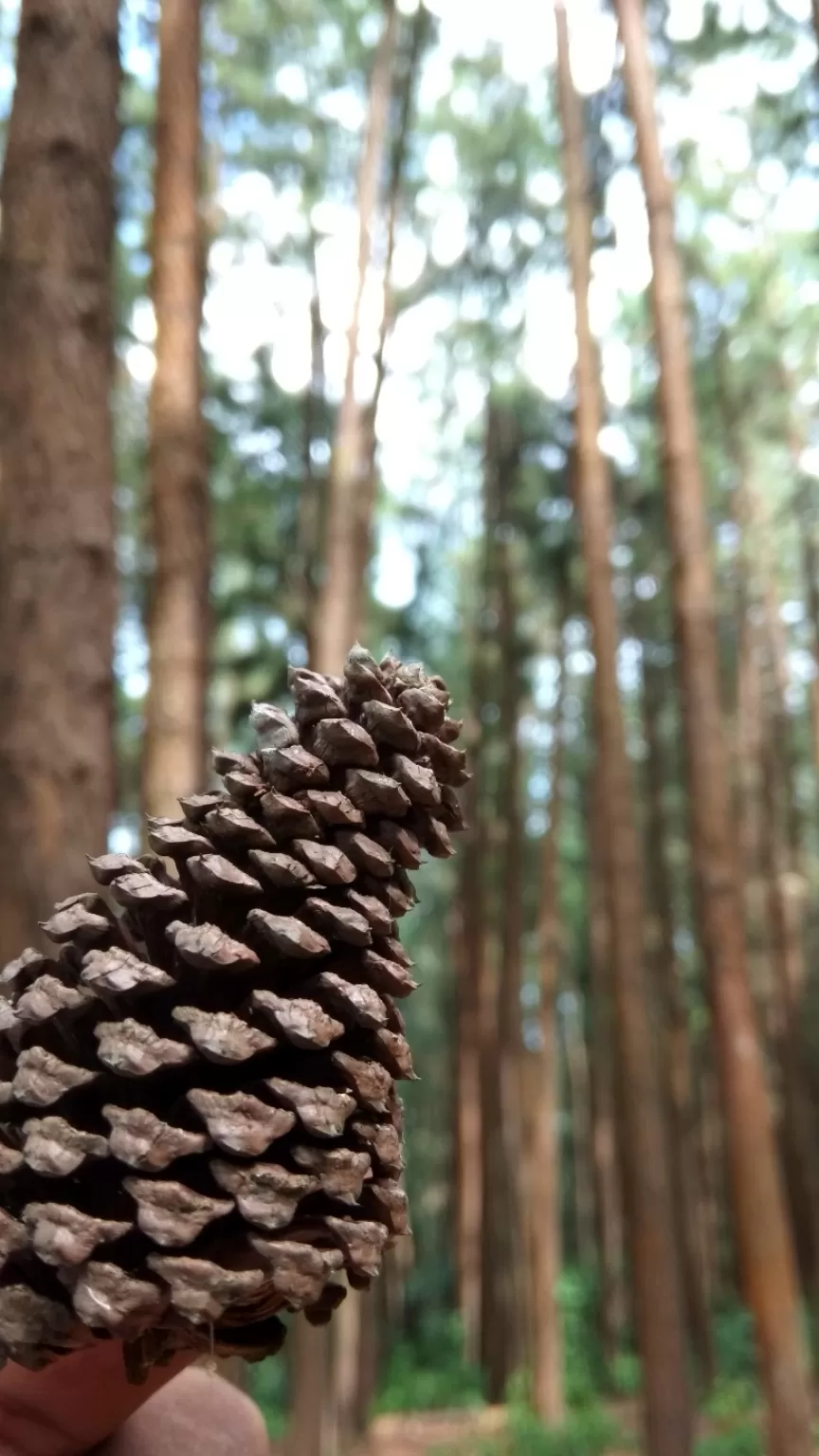 Photo of Vagamon Pine Forest By MIRON MANUEL