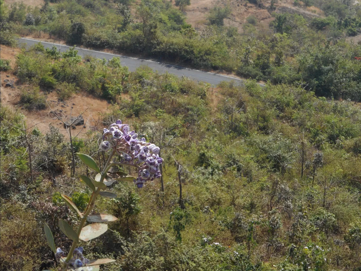 Photo of Jawhar By Chetan Gaikar