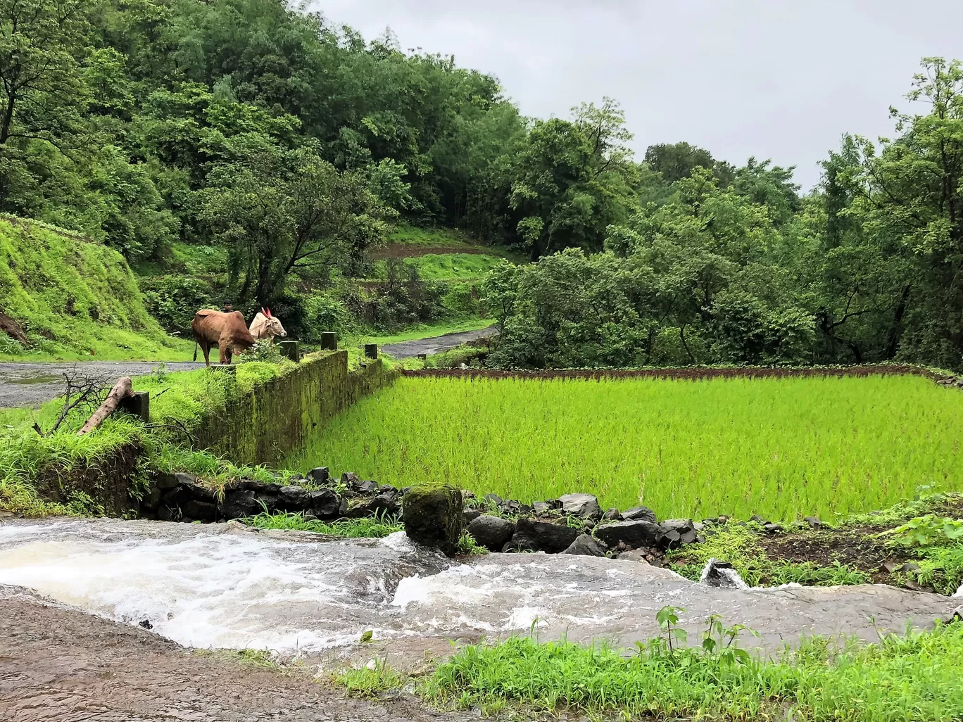 Photo of Tegalalang Rice Terrace By Gunjan Sharma