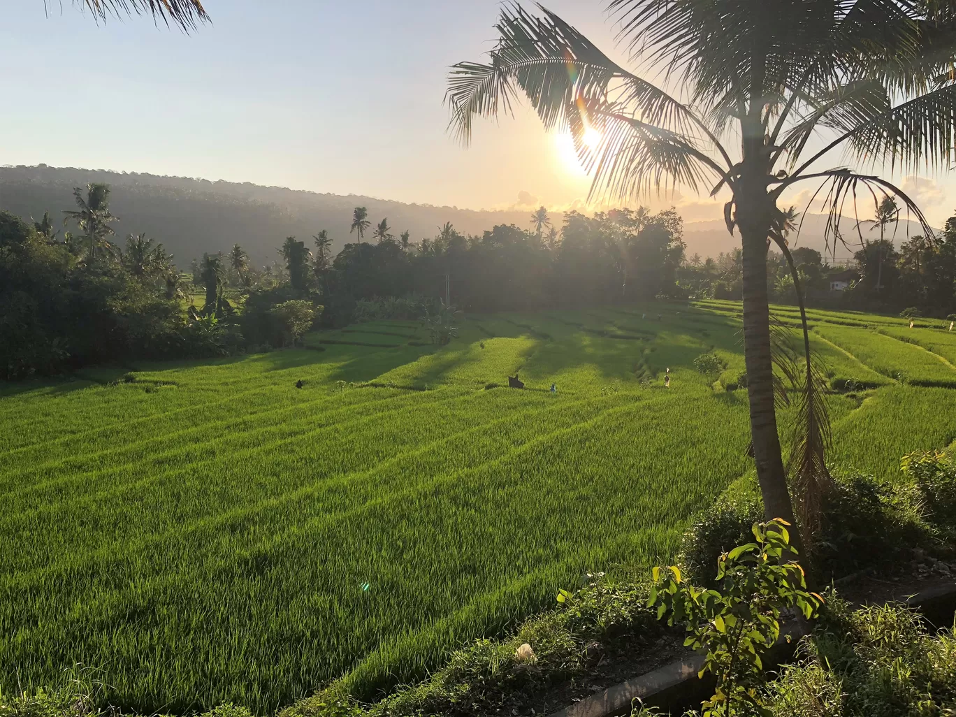 Photo of Tegalalang Rice Terrace By Gunjan Sharma