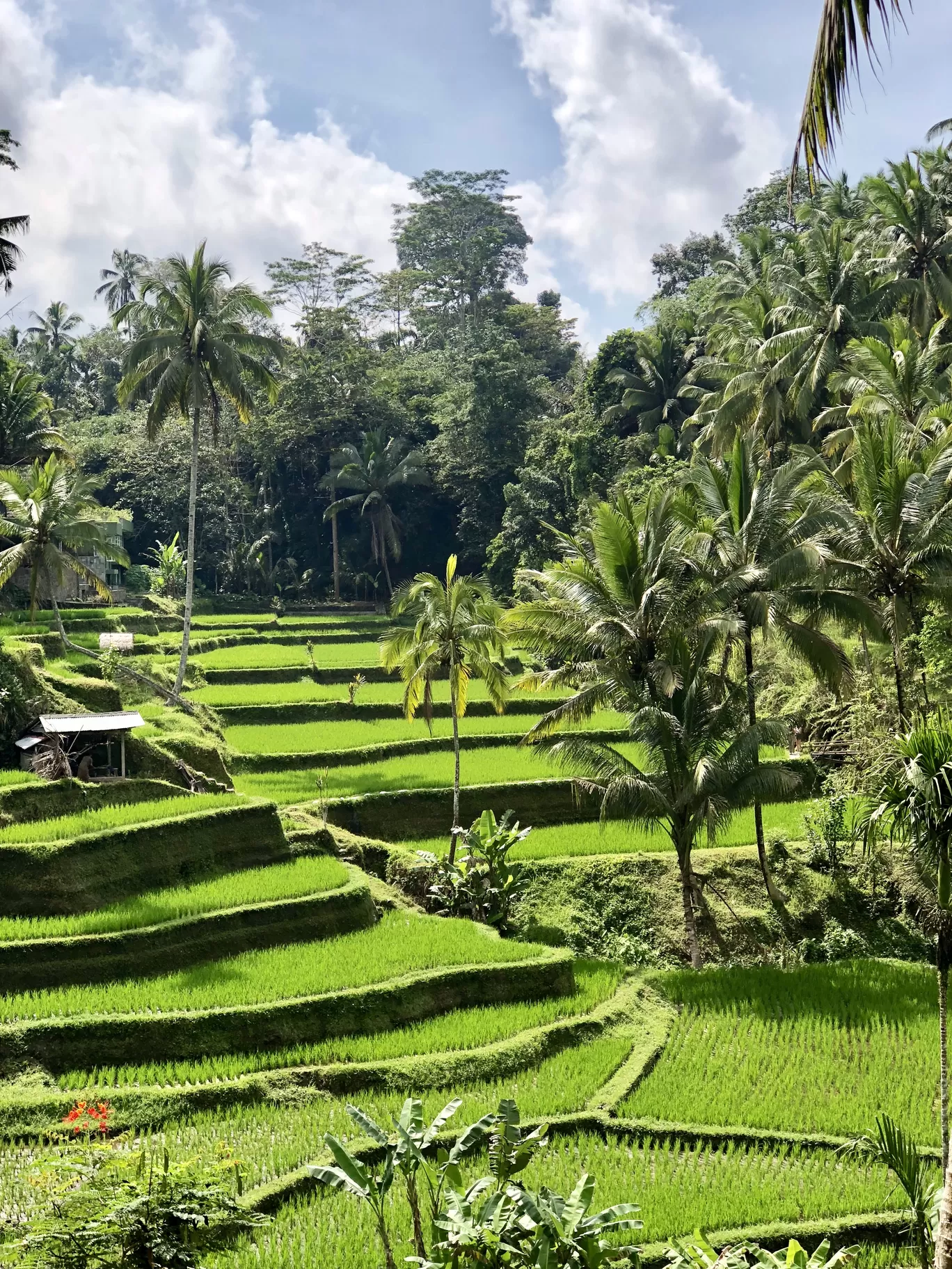 Photo of Tegalalang Rice Terrace By Gunjan Sharma