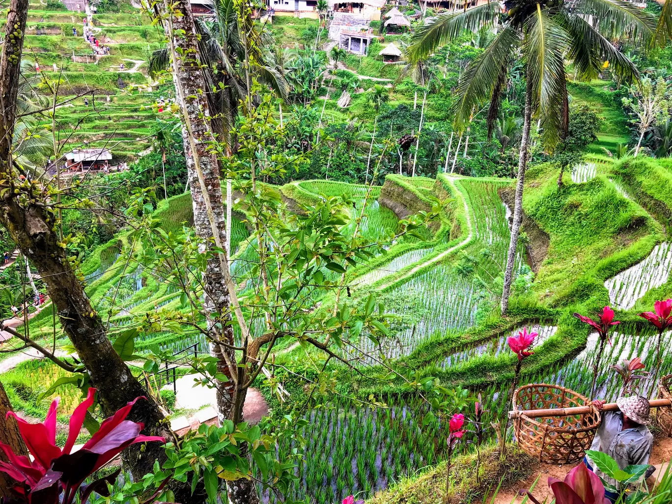 Photo of Tegalalang Rice Terrace By Gunjan Sharma