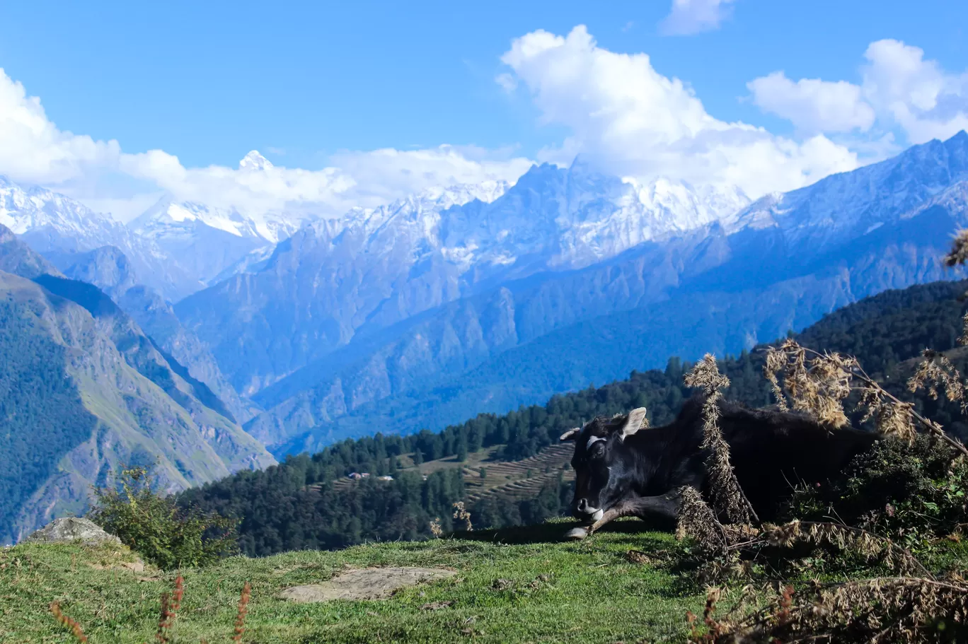 Photo of Auli By Ankur Sharma