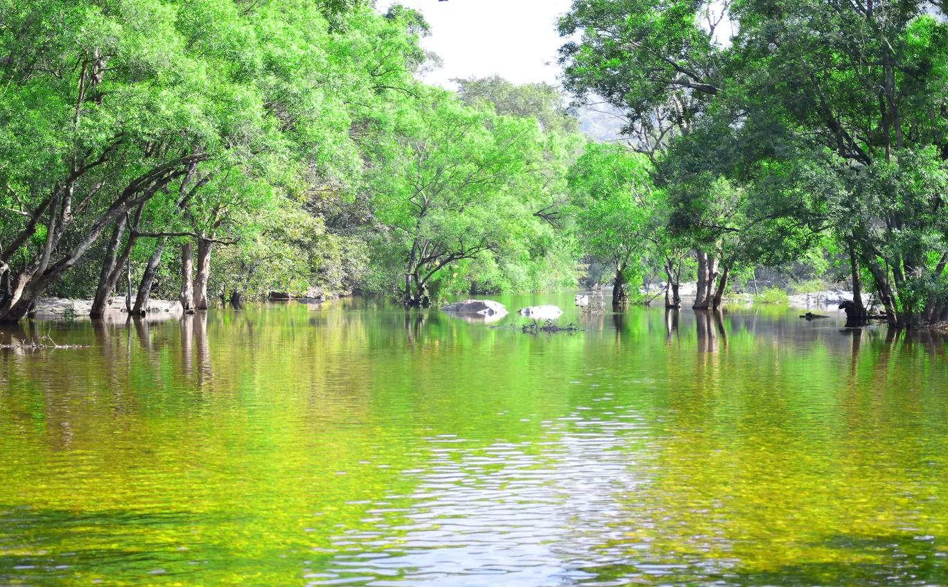 Photo of Polo Forest By Mitesh Siddhpura