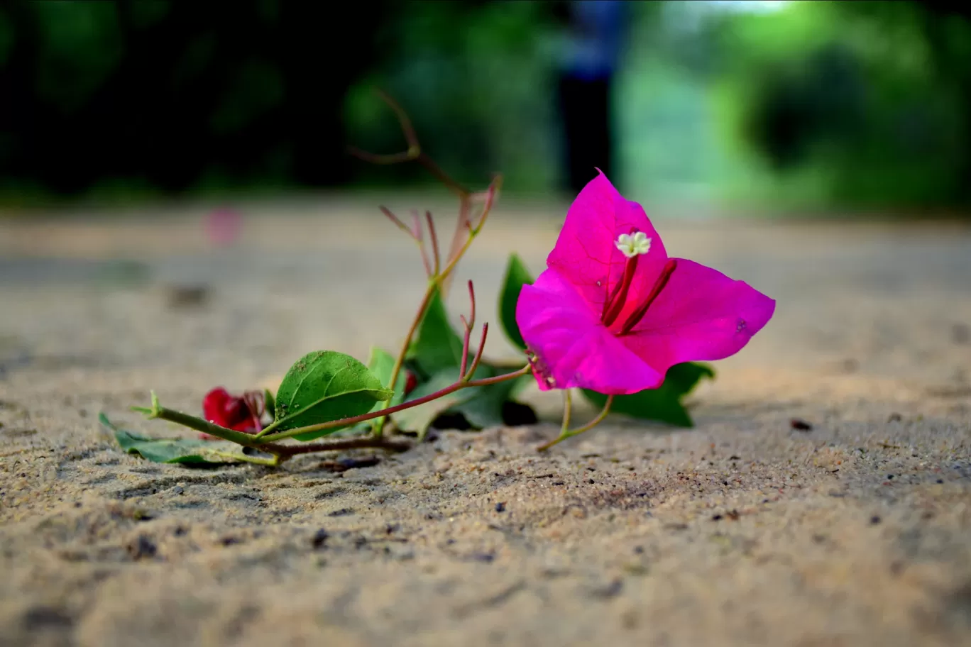 Photo of Thol By Mitesh Siddhpura
