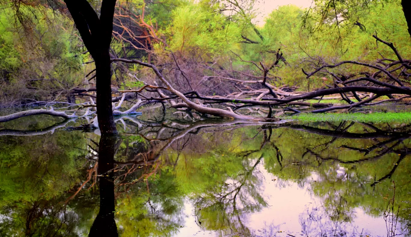 Photo of Thol By Mitesh Siddhpura