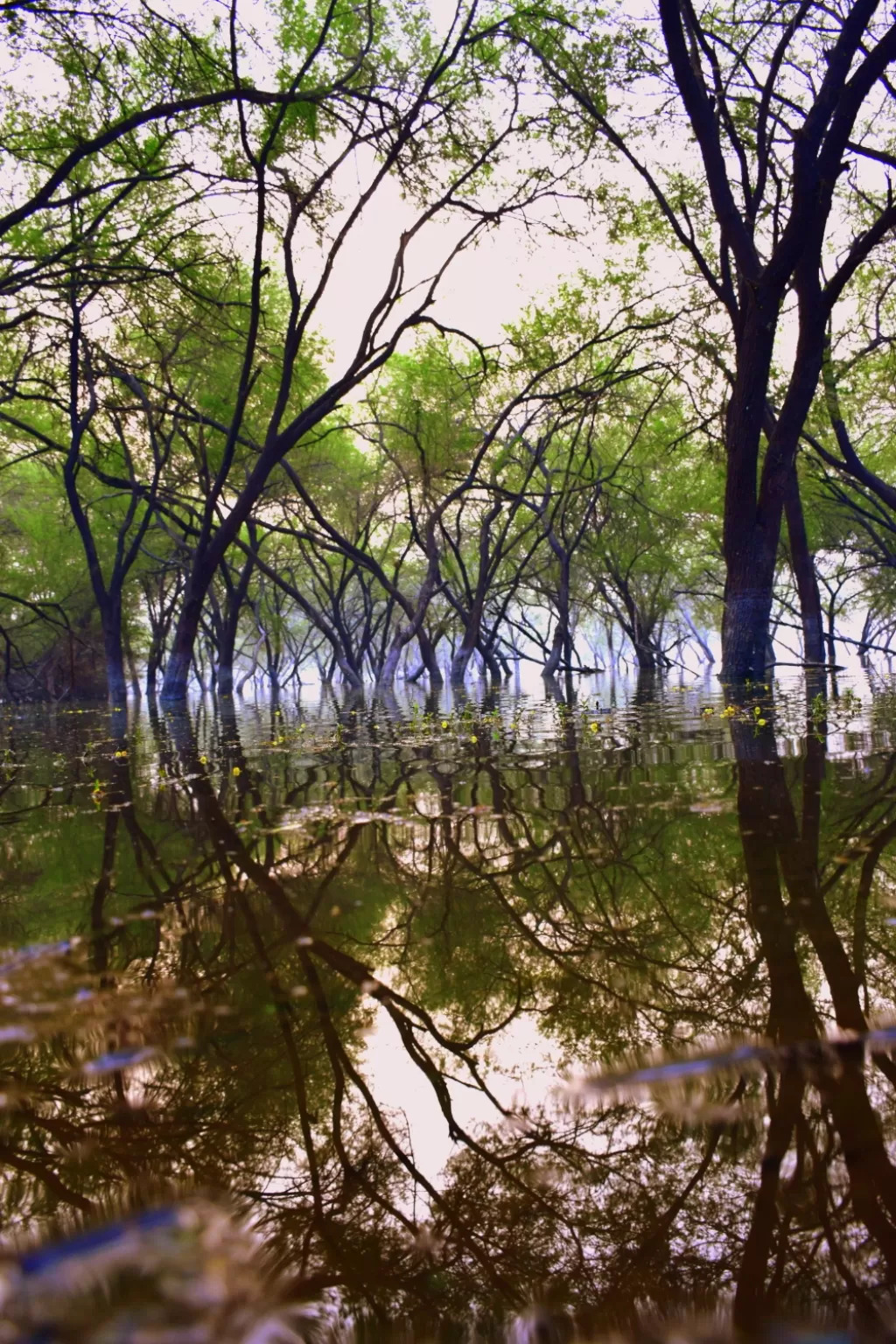 Photo of Thol By Mitesh Siddhpura