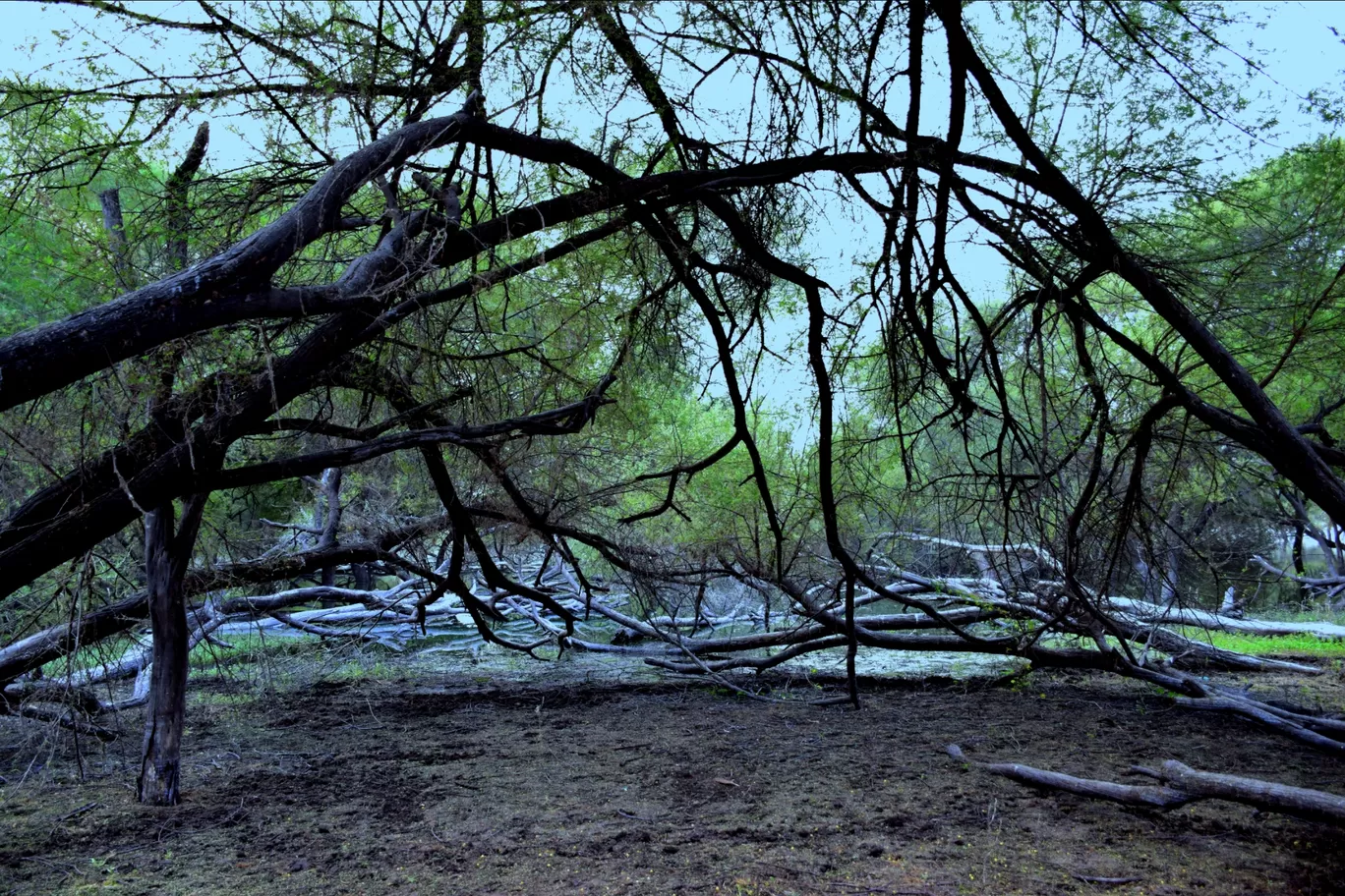 Photo of Thol By Mitesh Siddhpura