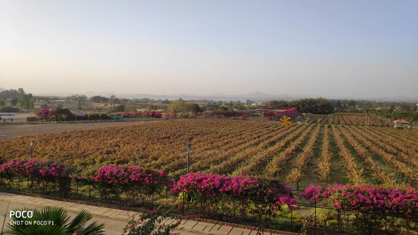 Photo of Sula Vineyards By riddhi vaidya