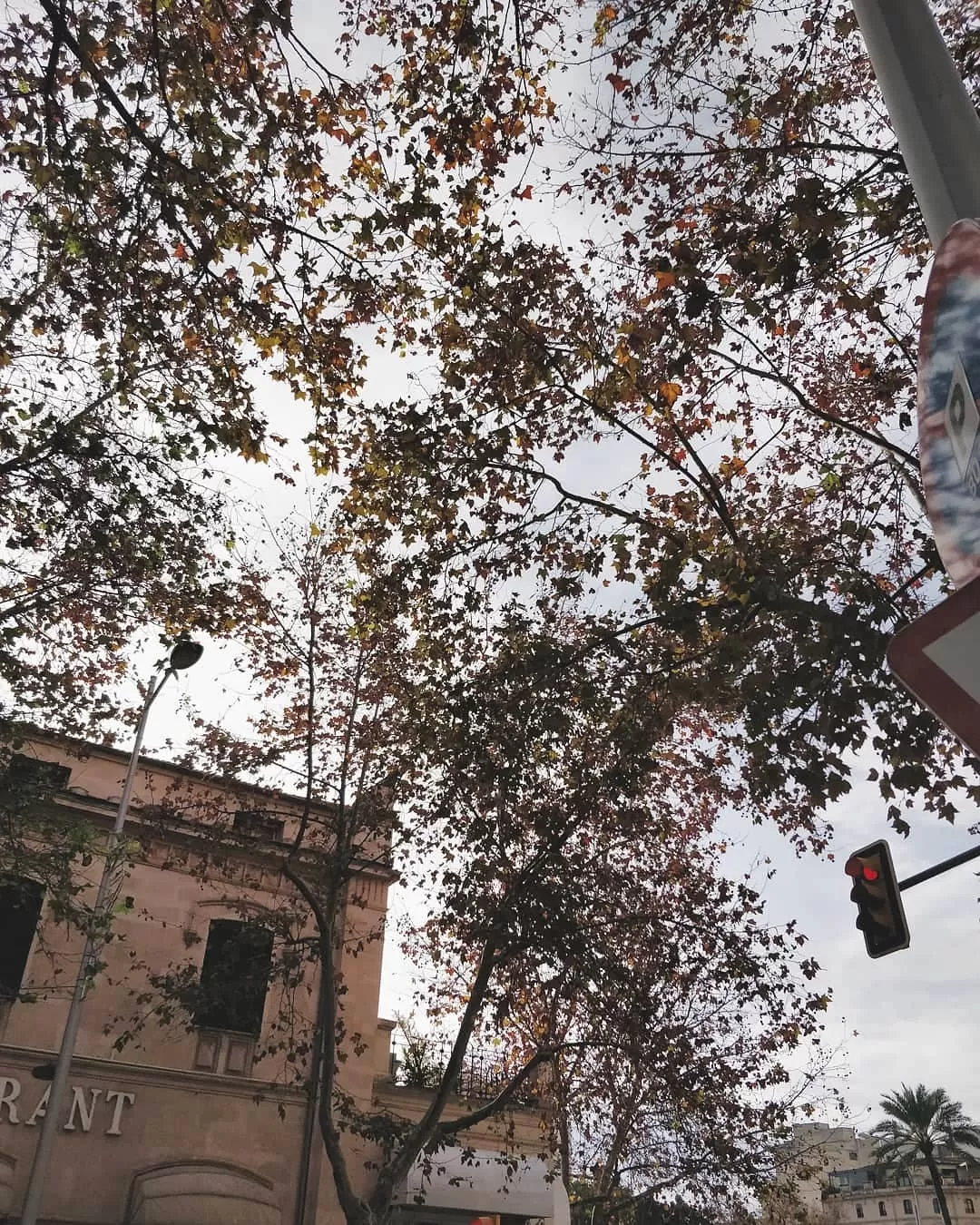 Photo of Palma By Priyasha 